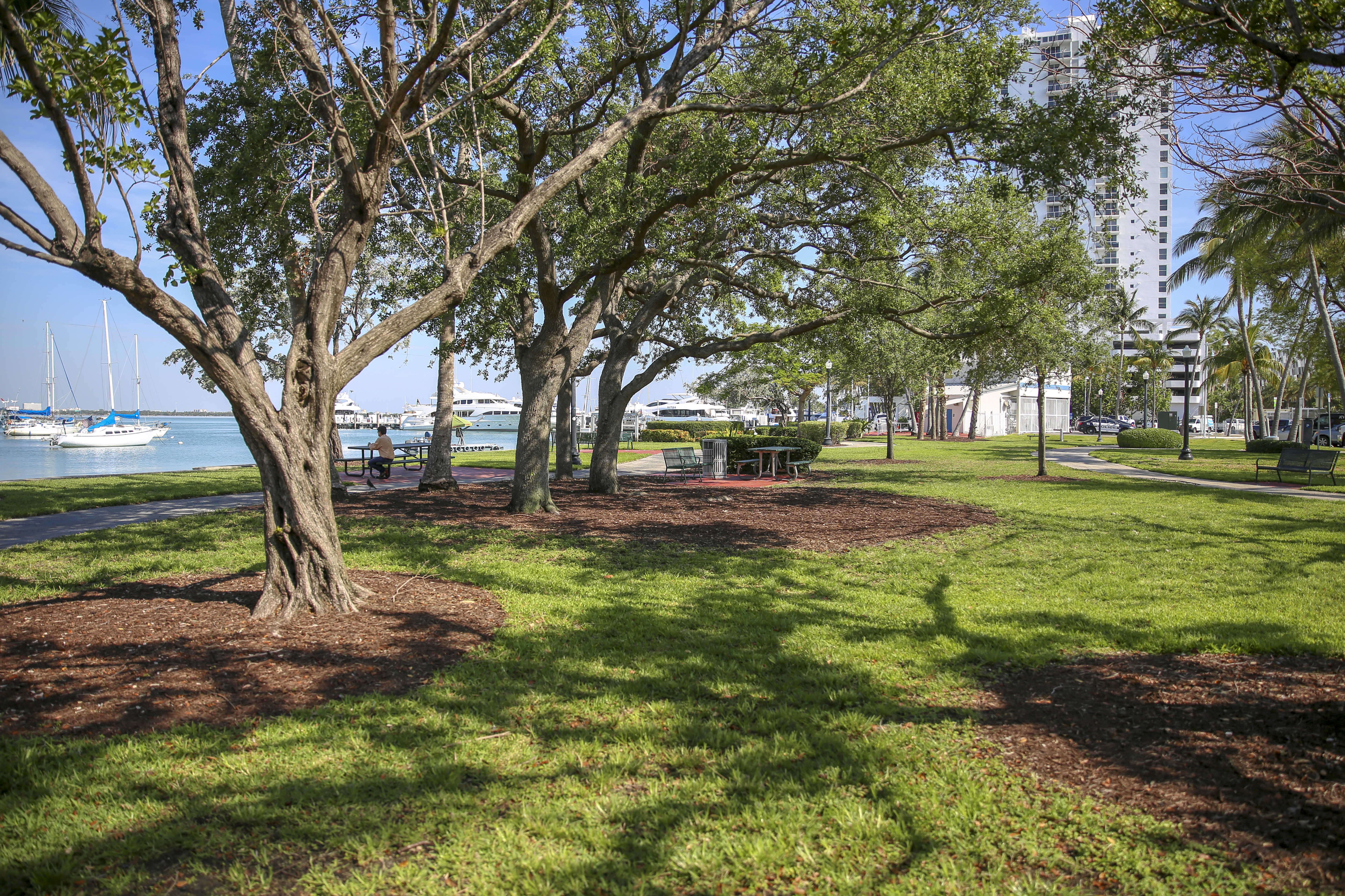 GH5A8051 Current Tree Landscape