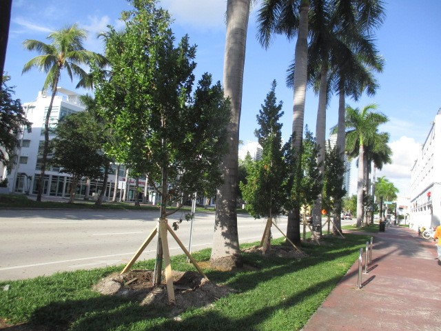 5 street trees