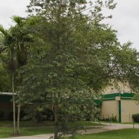 Bahamian Tabebuia