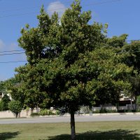 Calophyllum Calophyllum