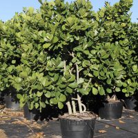Clusia Rosea Clusia Rosea