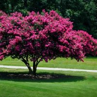 Crape Myrtle