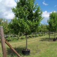 Green Buttonwood Green Buttonwood