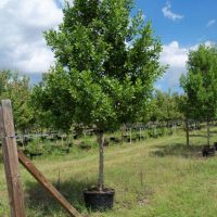 Green Buttonwood