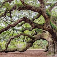 Live Oak Live Oak