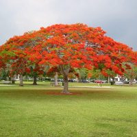 Royal Poinciana