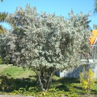 Silver Buttonwood Silver Buttonwood